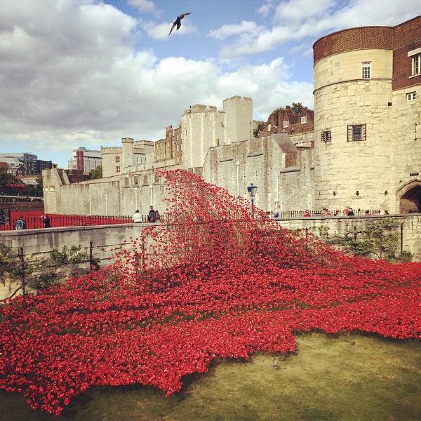 Flight of the Poppies