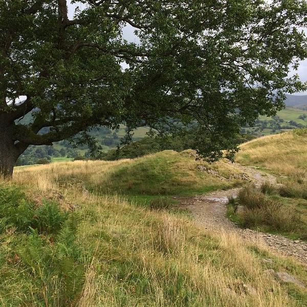 The windy path