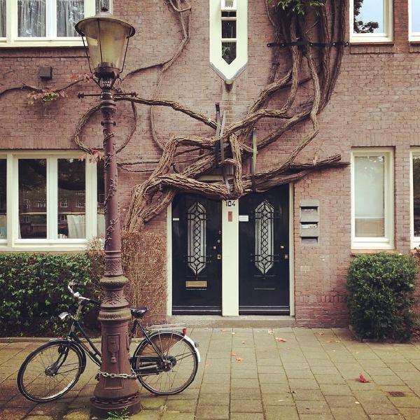 Impressive building-hugging tree in Amsterdam