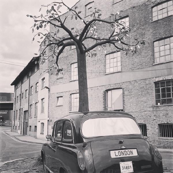 Taxi  Tree