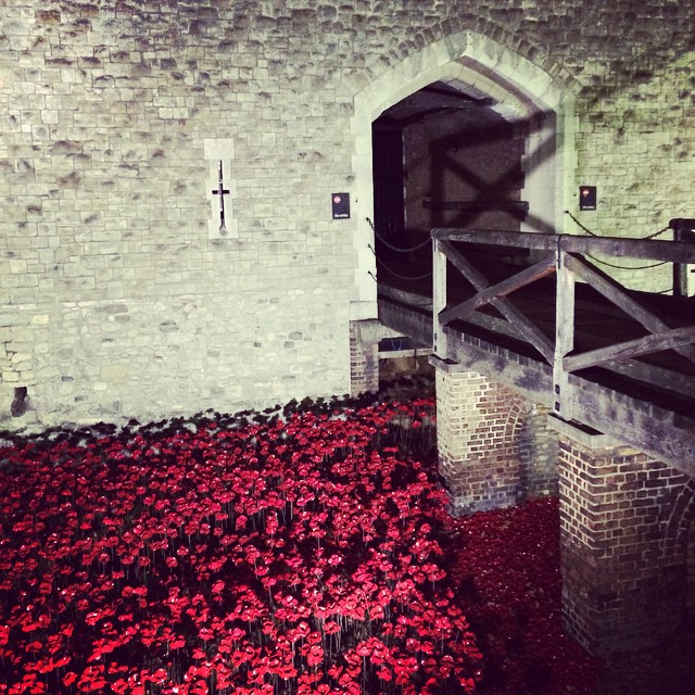 Tower Poppies