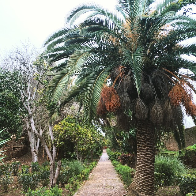 rabat morocco trees chellah