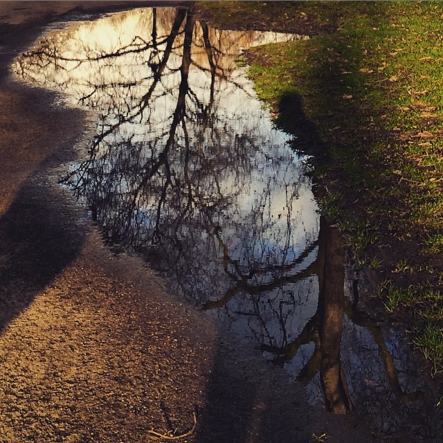 A winter wander in the park