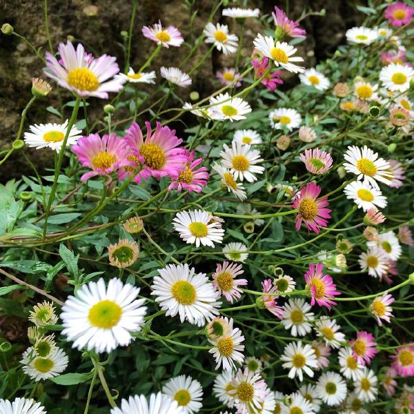 St Katherines Daisies