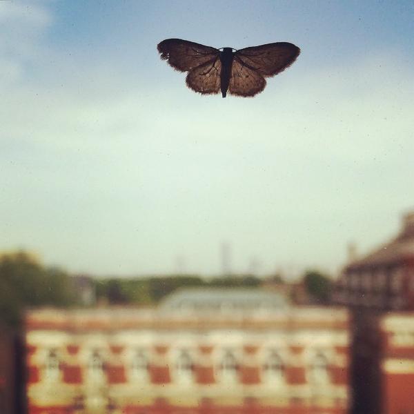 Moth vs Canning Town