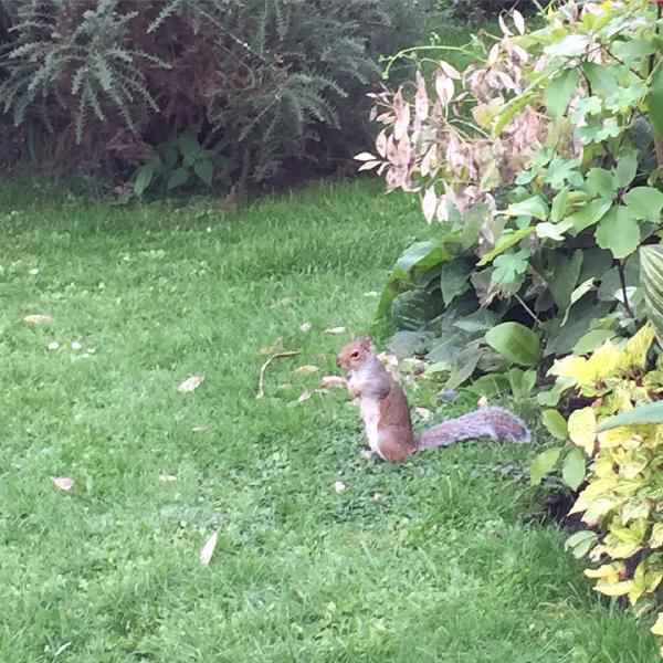 Contemplative squirrel