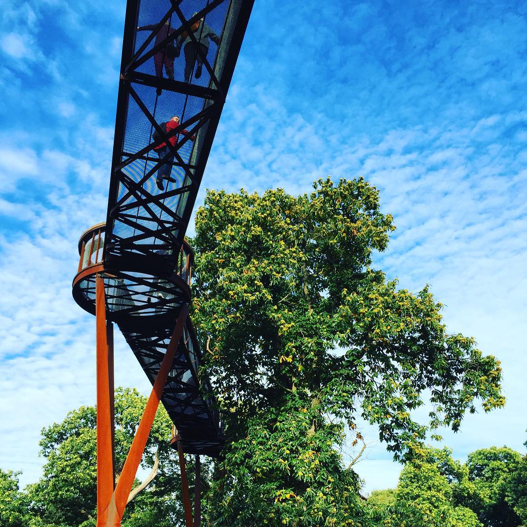 A walk through the treetops