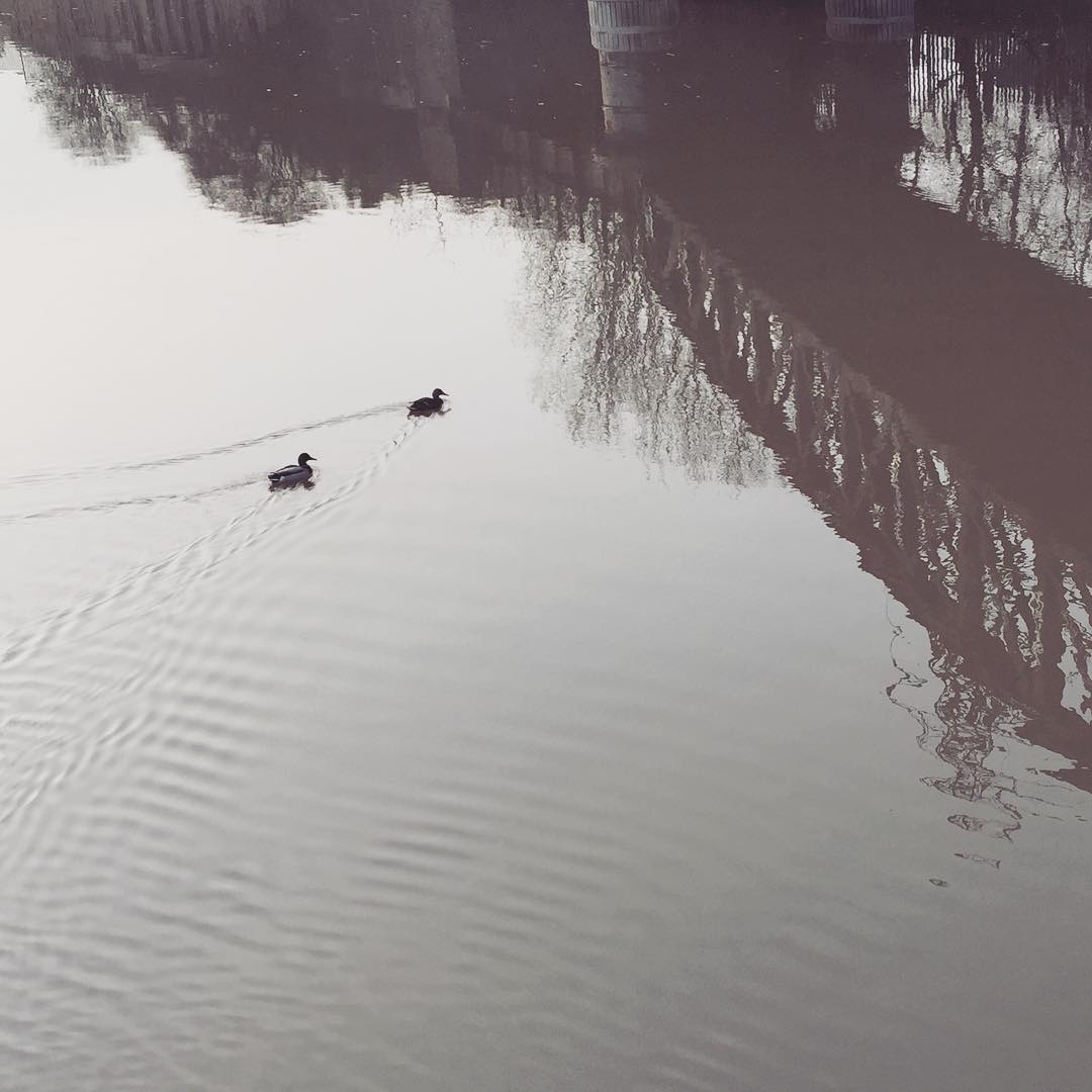 Swimming on the River Lea