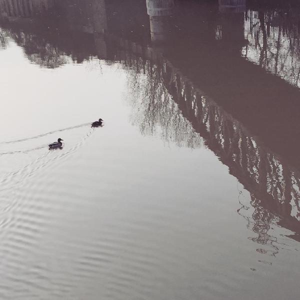 Swimming on the River Lea