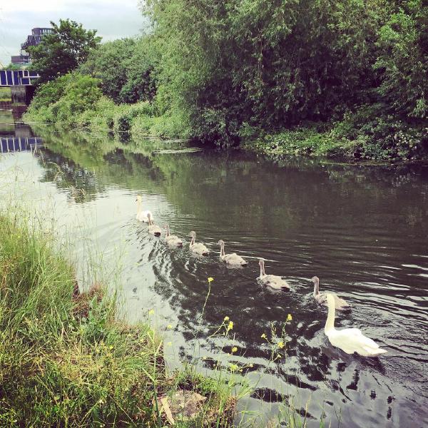 Heavy traffic on the River Lea