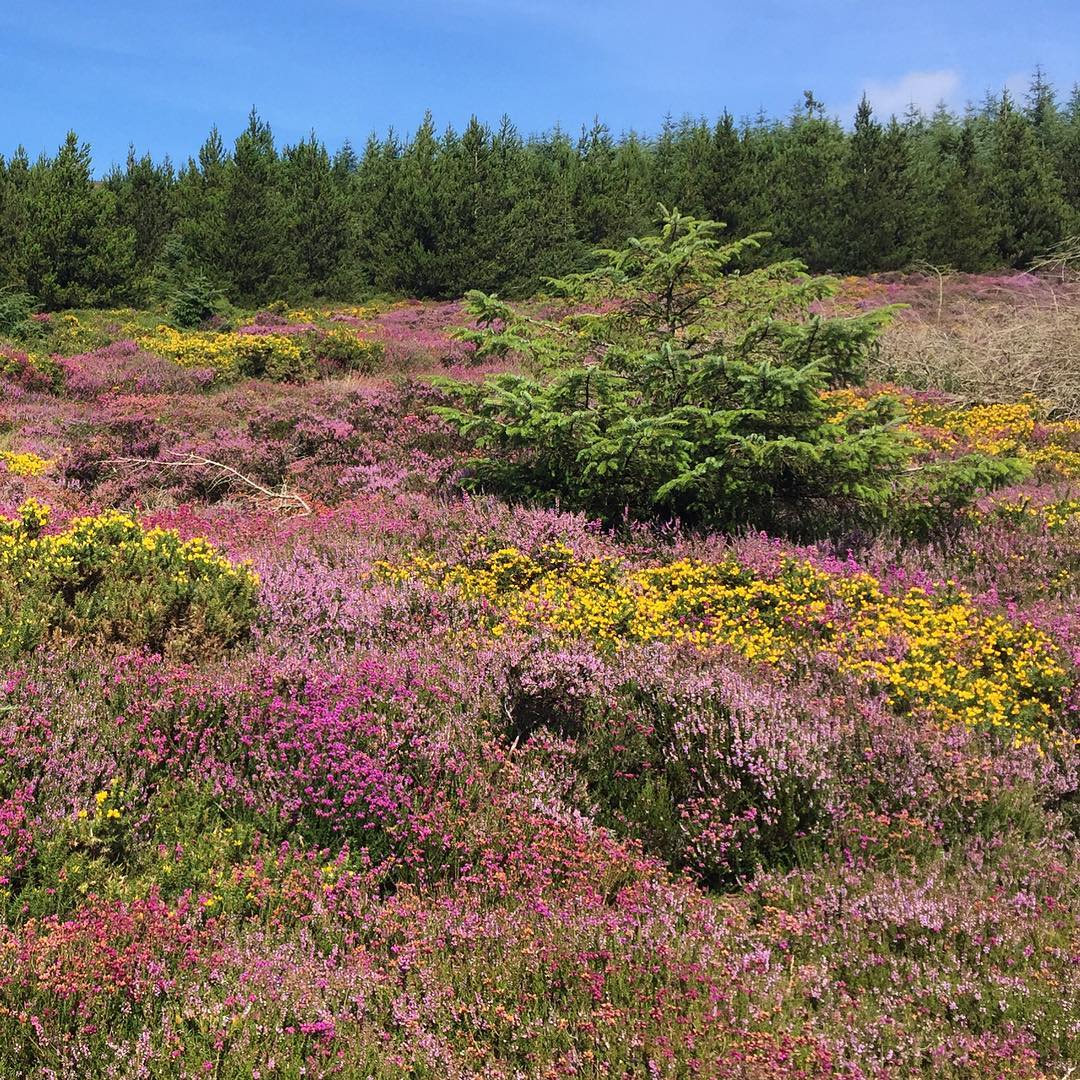 Manx countryside colour