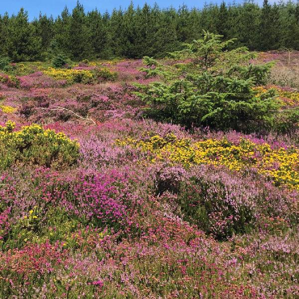 Manx countryside colour