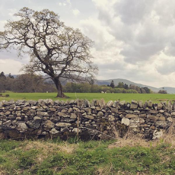 Bassenthwaite countryside