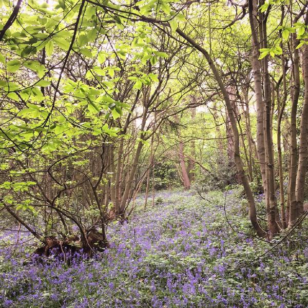 Bluebells in Lesnes Abbey Woods