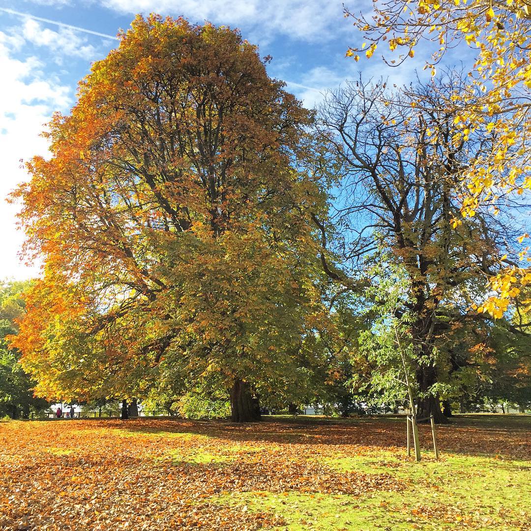 Autumnal colours in Hyde Park