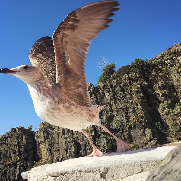 Taking flight