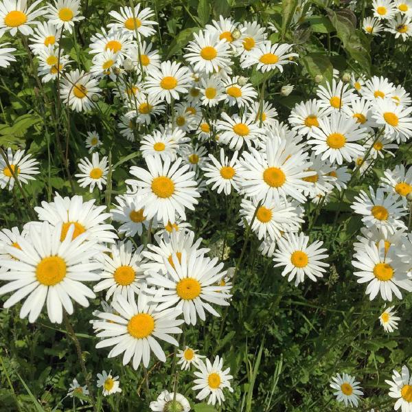 Daisies