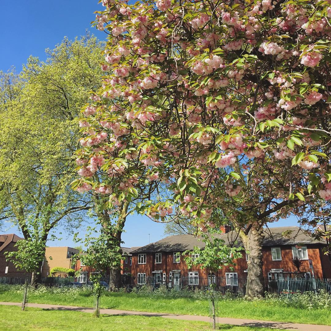 Newham in bloom