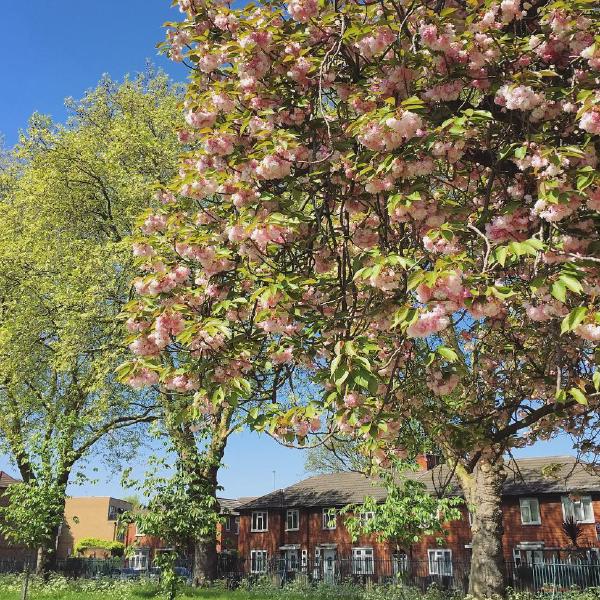 Newham in bloom