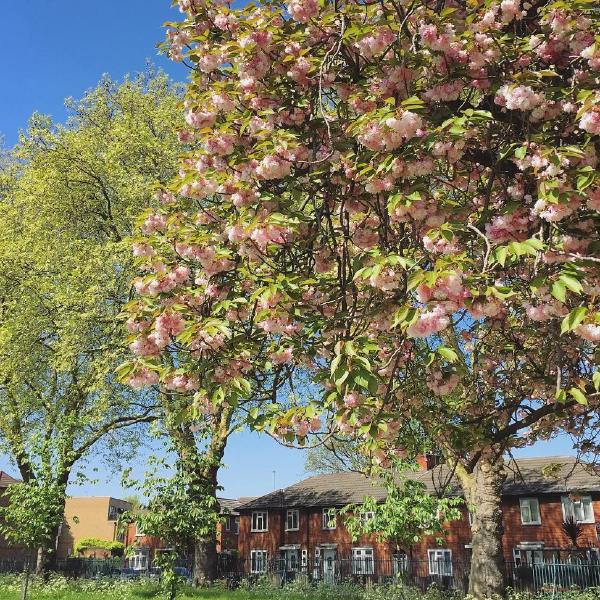 Newham in bloom