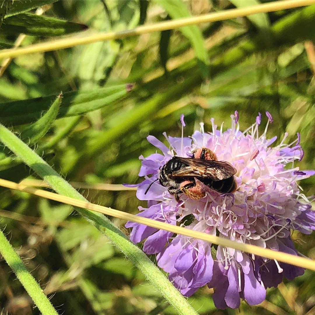 Pollen collection