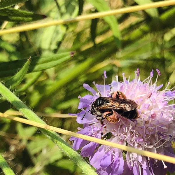 Pollen collection