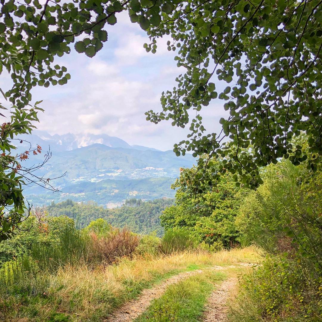 Tuscany forest trail