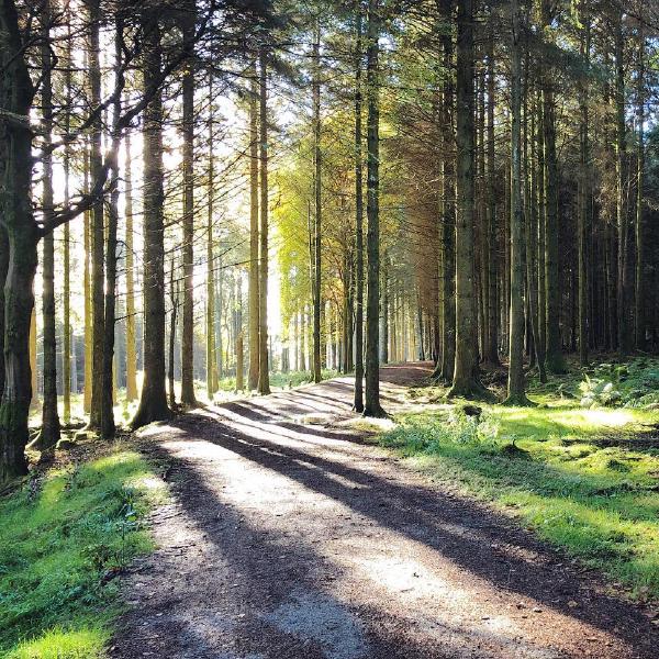 Running through the woods