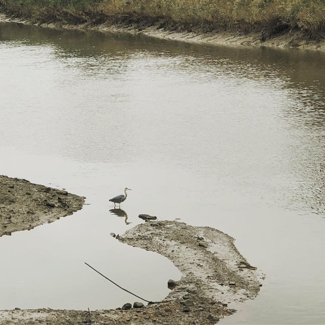 Wading in the River Lea