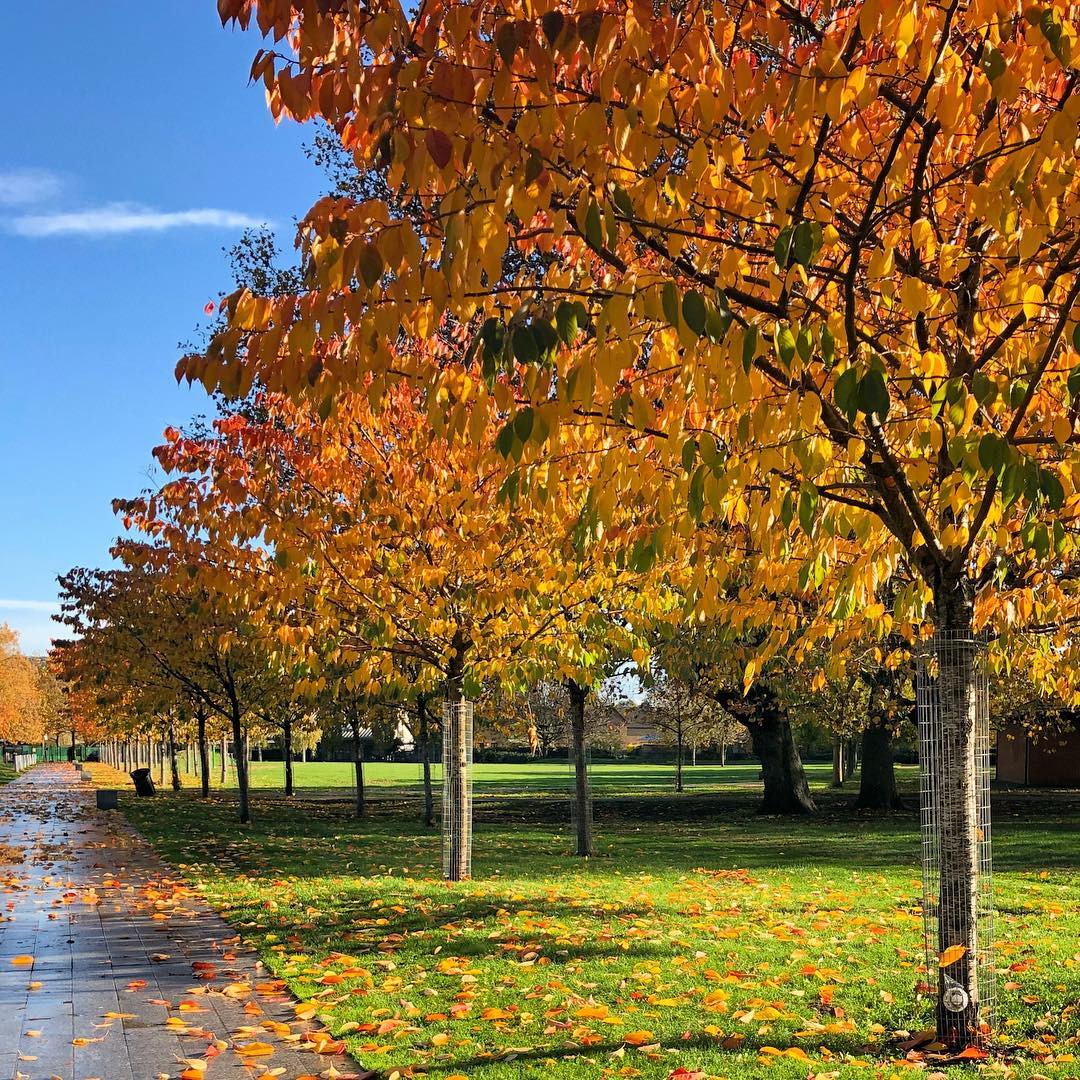 Autumn in Canning Town