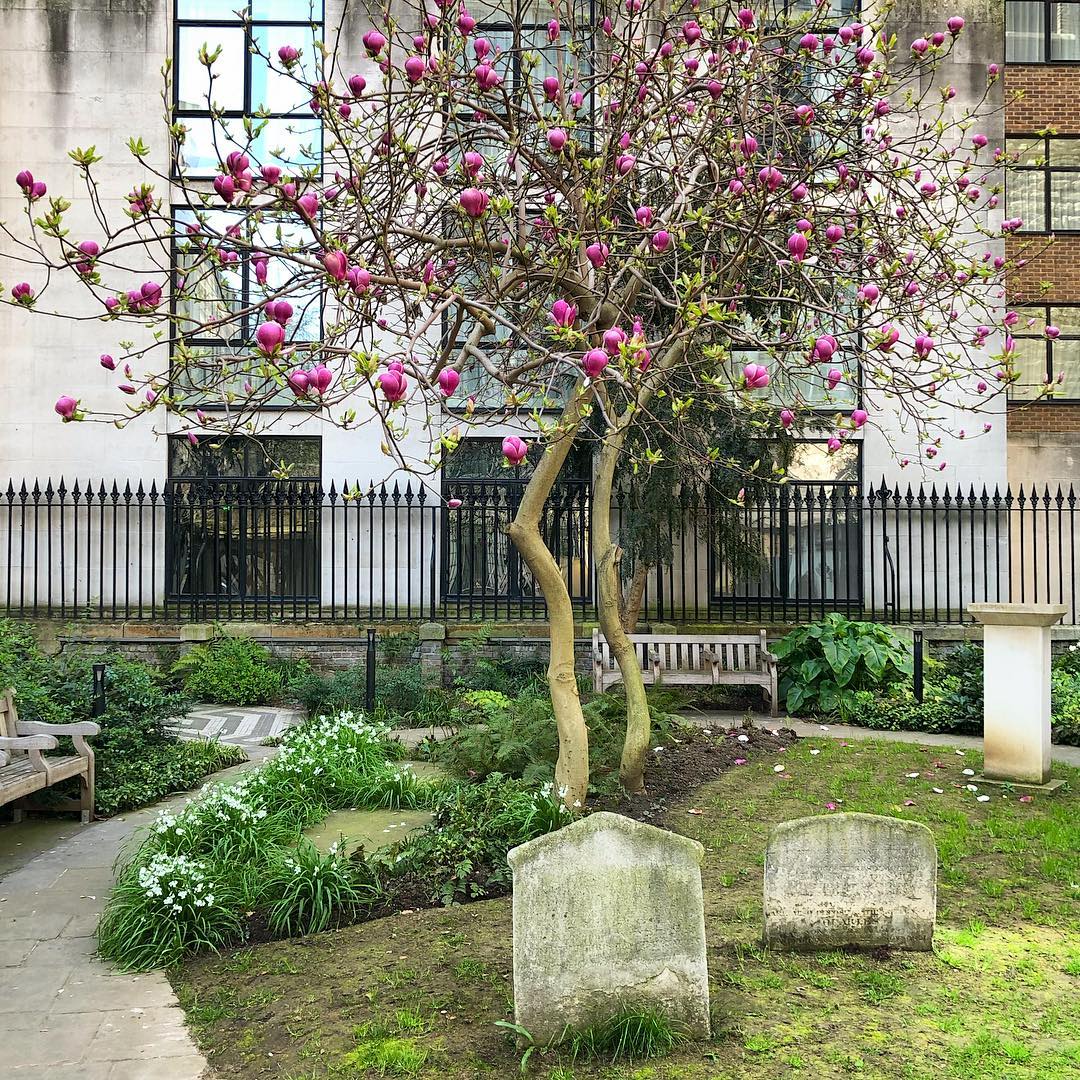 A splash of colour in St Olaves churchyard