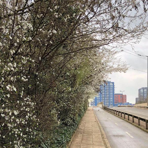 Spring in Canning Town