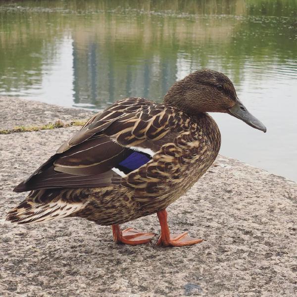 East India Duck