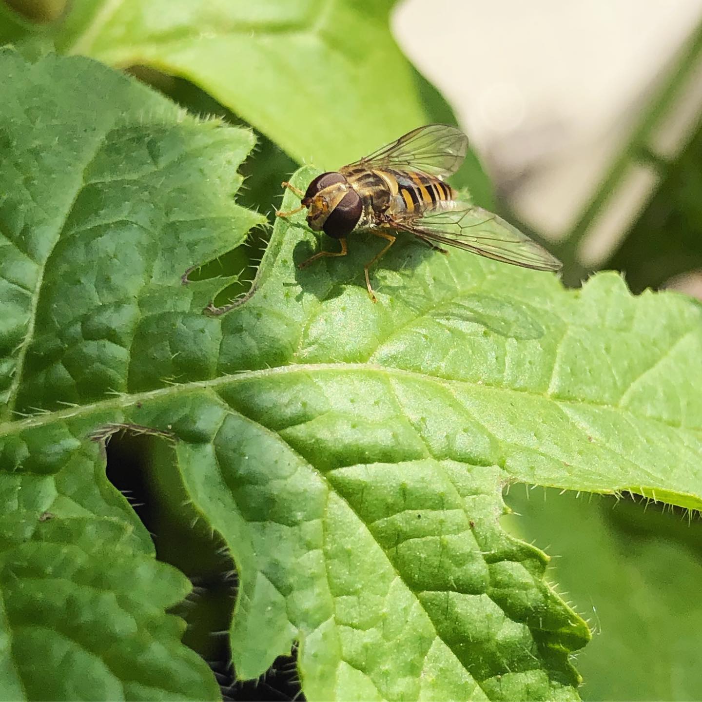 Hoverfly at rest