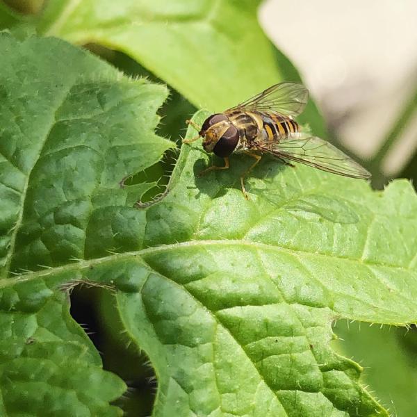 Hoverfly at rest