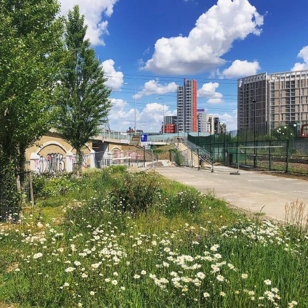 Wildflowers at Essex Wharf Canning Town