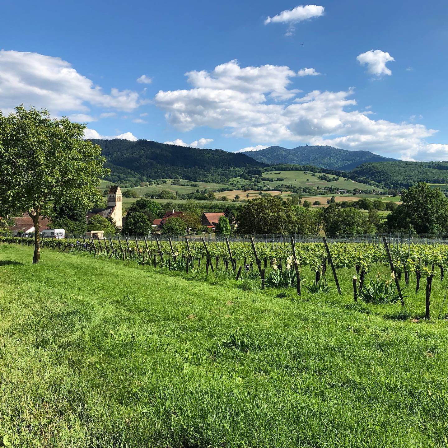 A wander through the vineyards