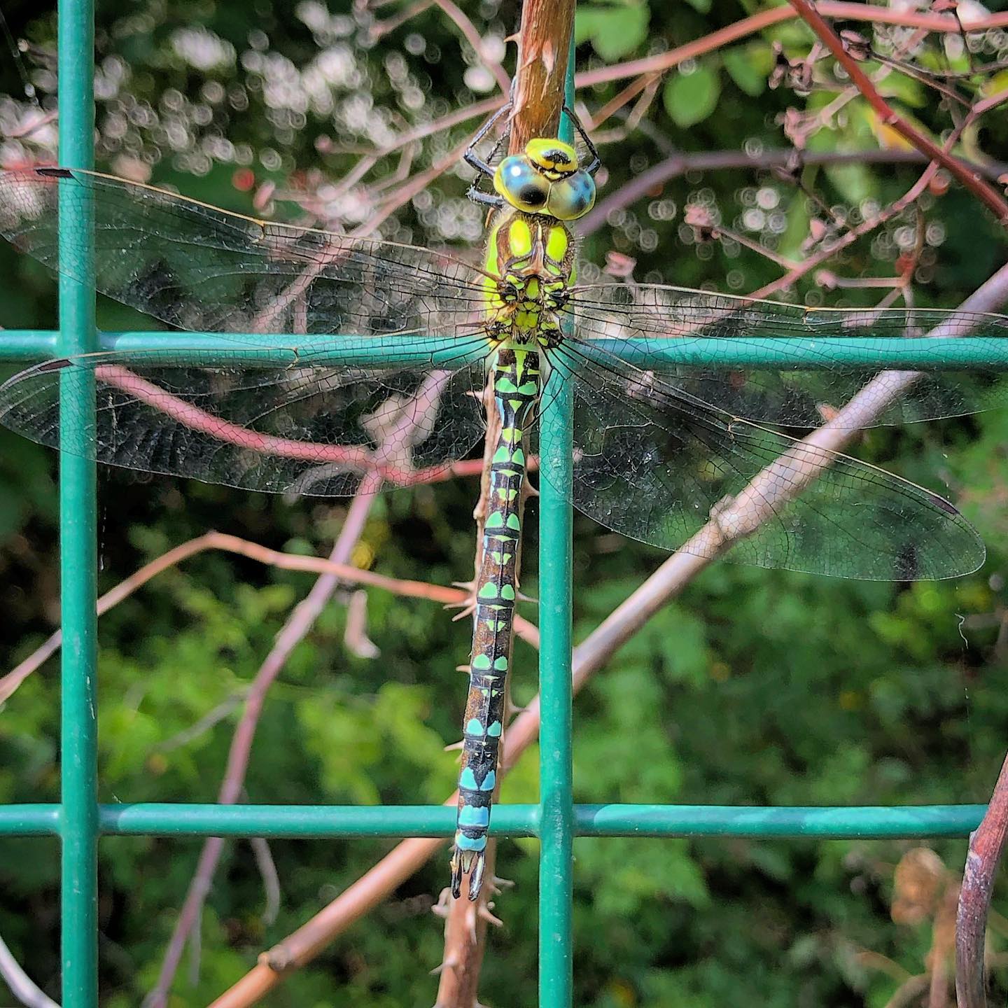 Dragonfly near Beckton Creekside