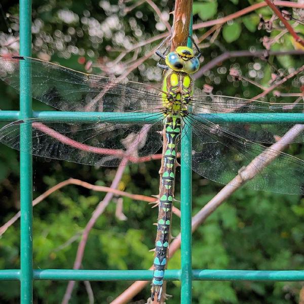 Dragonfly near Beckton Creekside