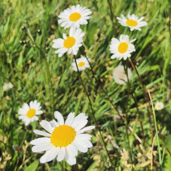 A bit of nature