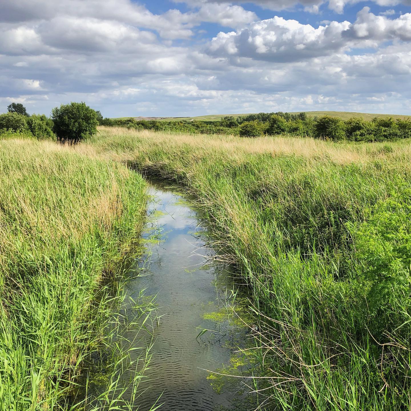 Rainham Marshes