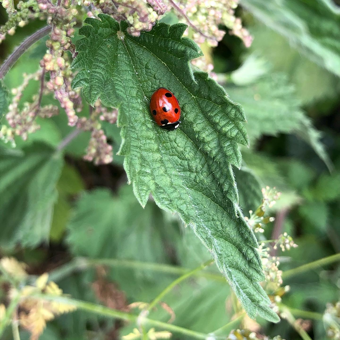 Nestling in a nettle