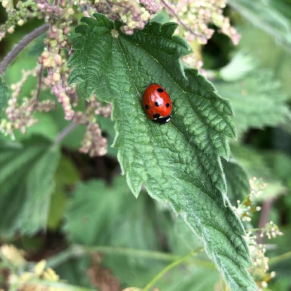 Nestling in a nettle