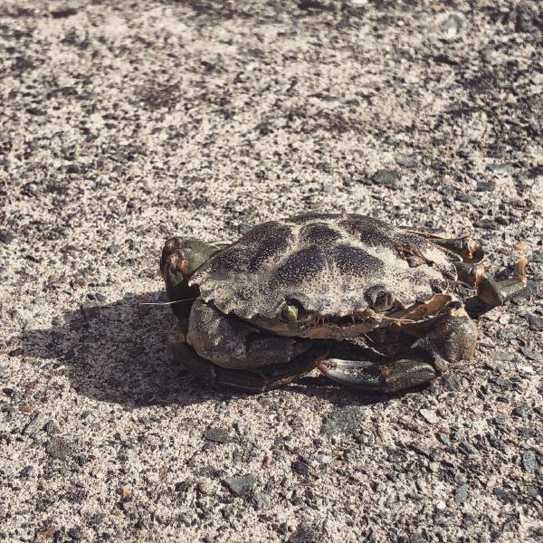 Concrete camouflaged London crab