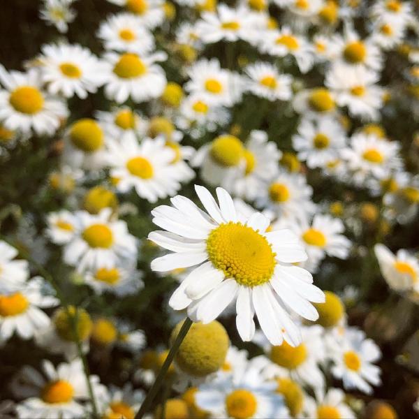 Daisies galore