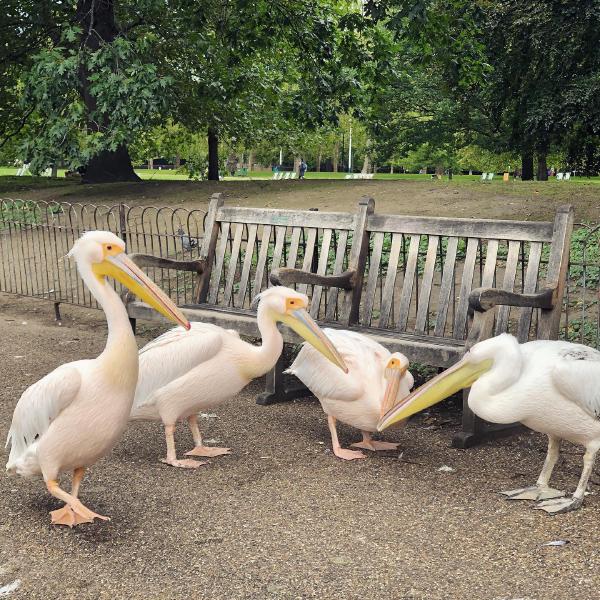 Nattering pelicans