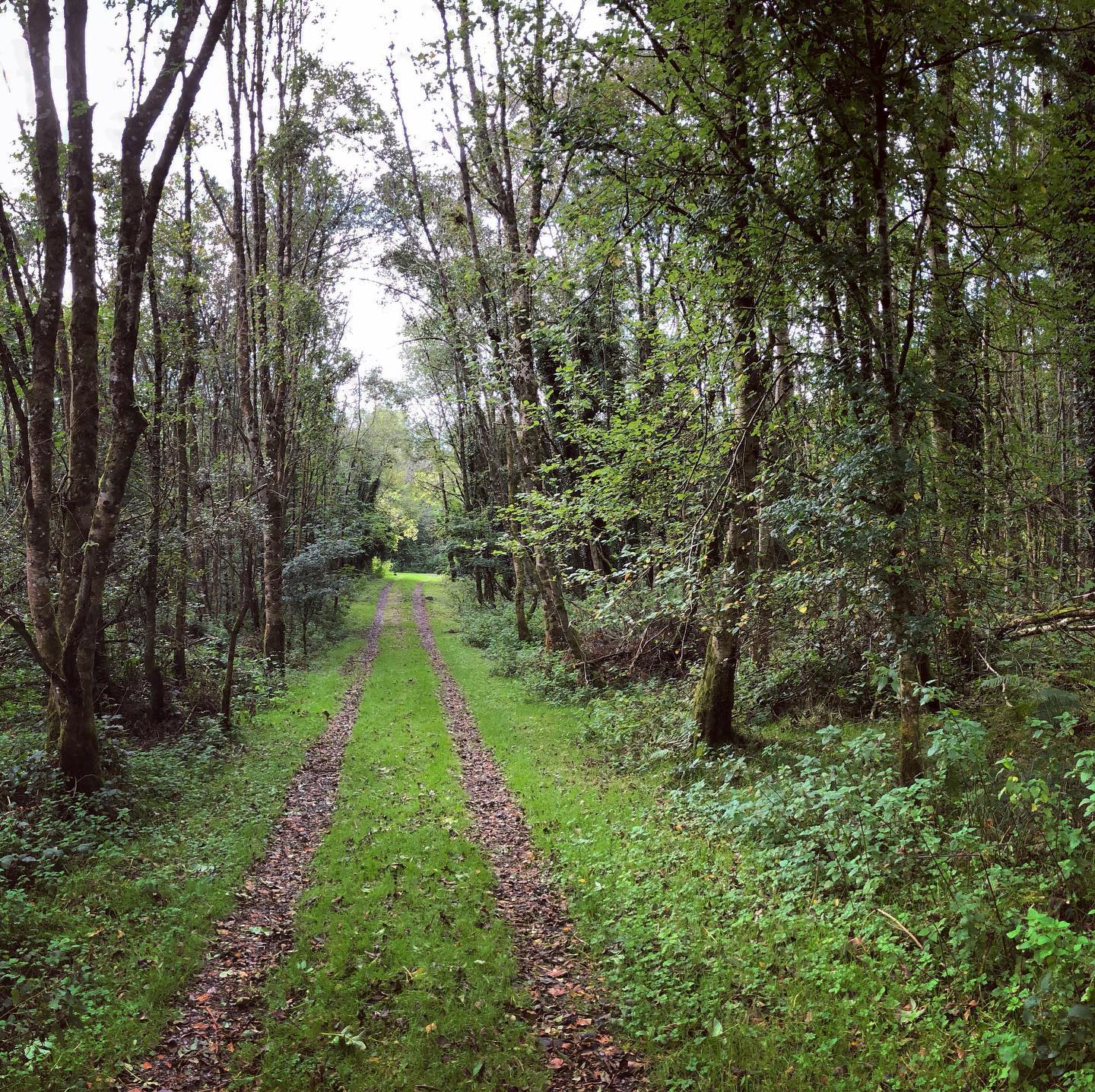 A walk in the woods