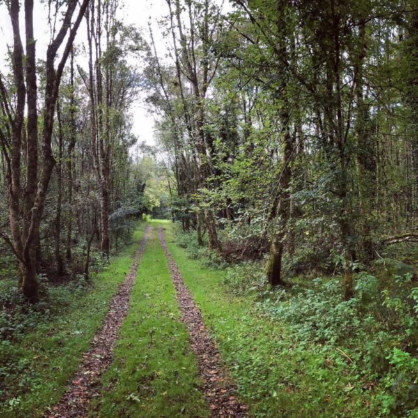 A walk in the woods