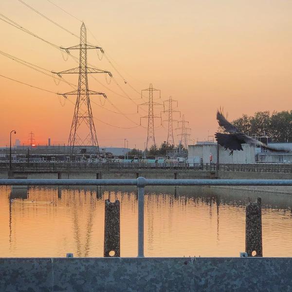 Crow in flight