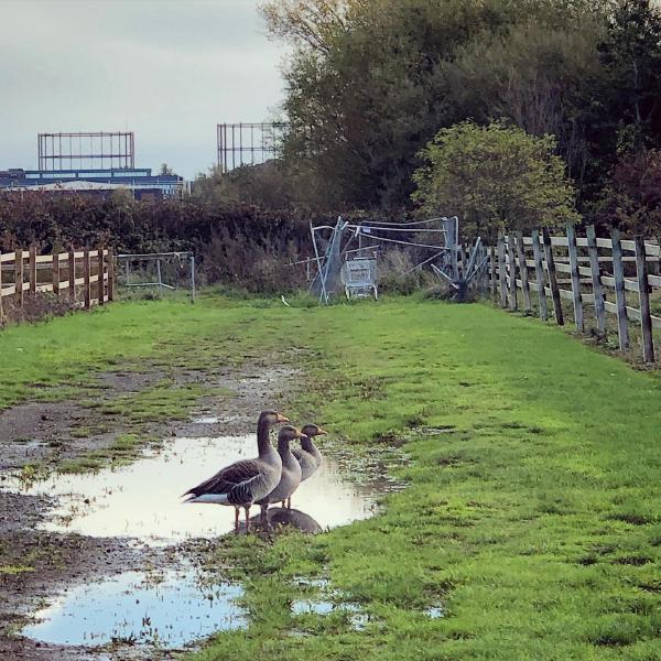 A panel of geese